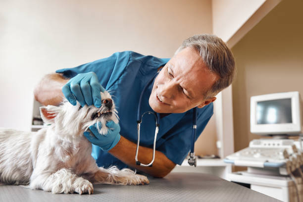 Best 24-Hour Emergency Dental Care in Crouch Mesa, NM